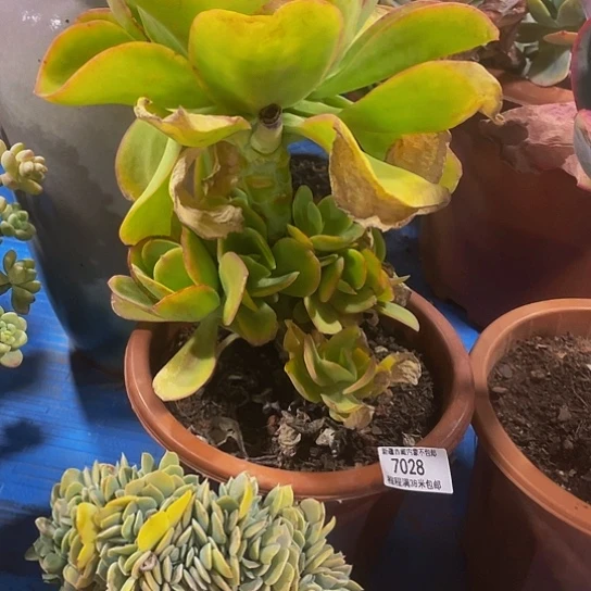 晨*曦柠檬卷7028多肉