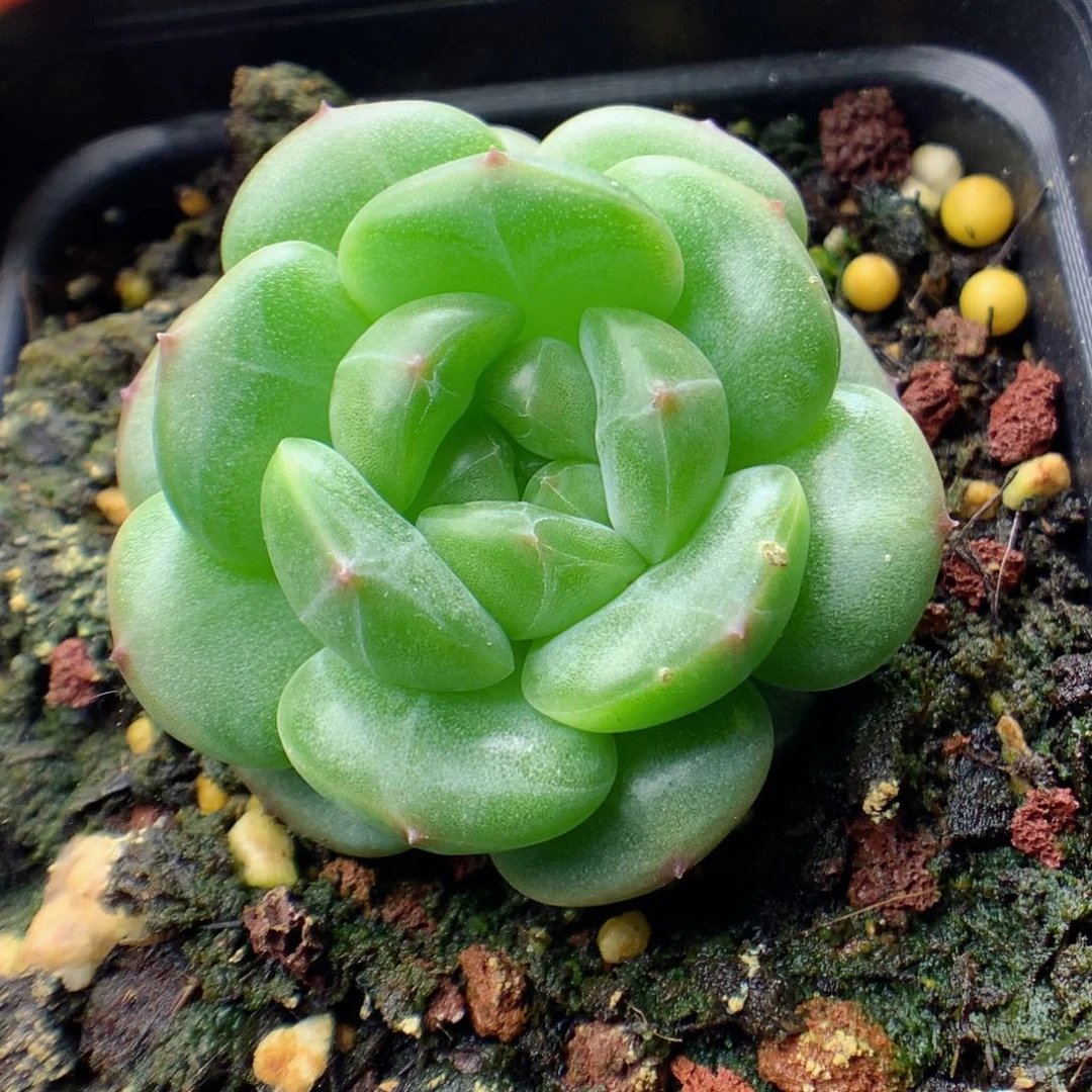 58包邮  群生不包整 11