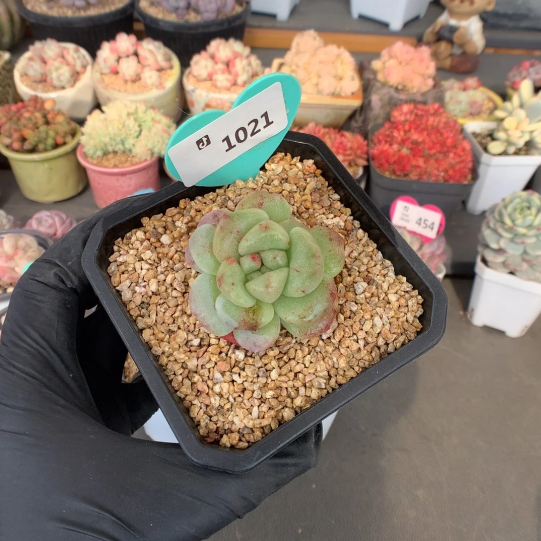 1021 冰玉石化多肉