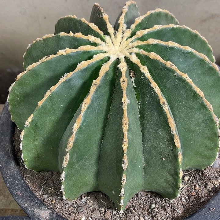 仙人球开花仙人球上