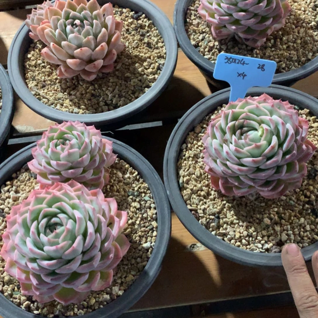 云350124-28水晶散群