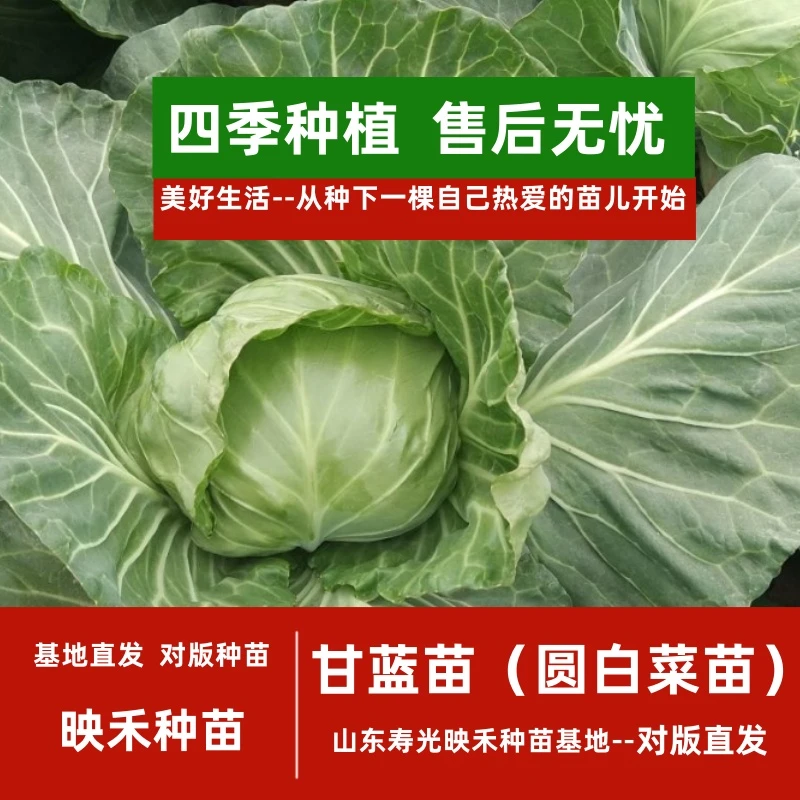 甘蓝苗绿甘蓝紫甘蓝苗圆白菜苗四季高产开春福利带土发货寿光直发
