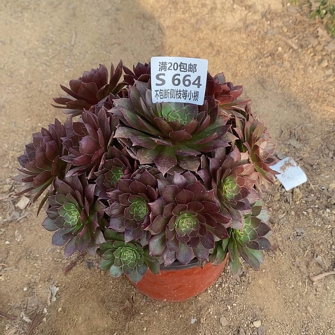 664红魔老桩多肉法师锦