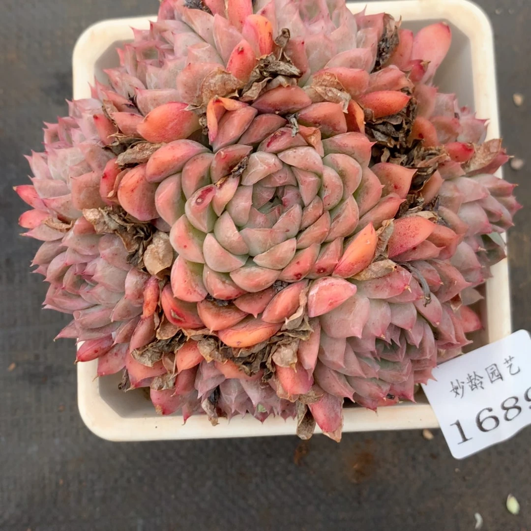 兜***糖1689心开花介意不拍11厘米