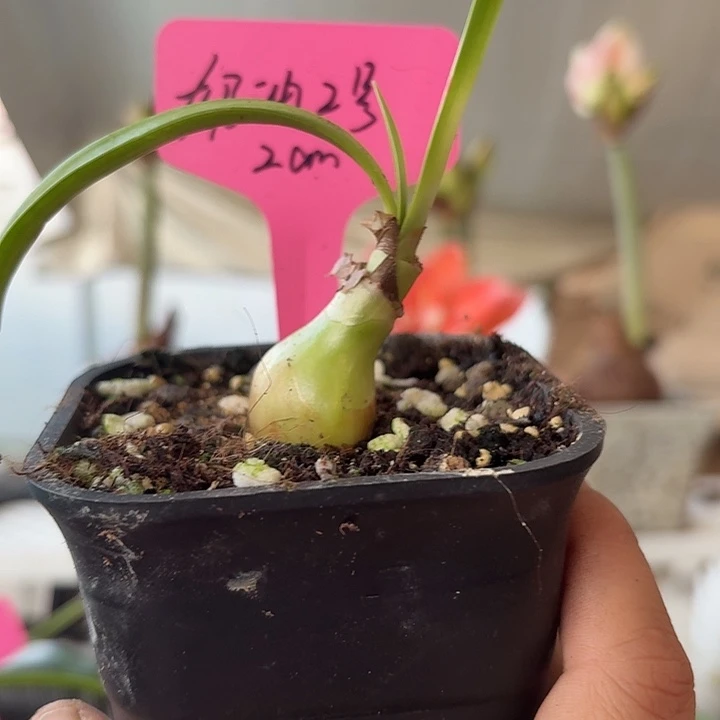 无花朵奶油2号侧球朱顶红直径2cm