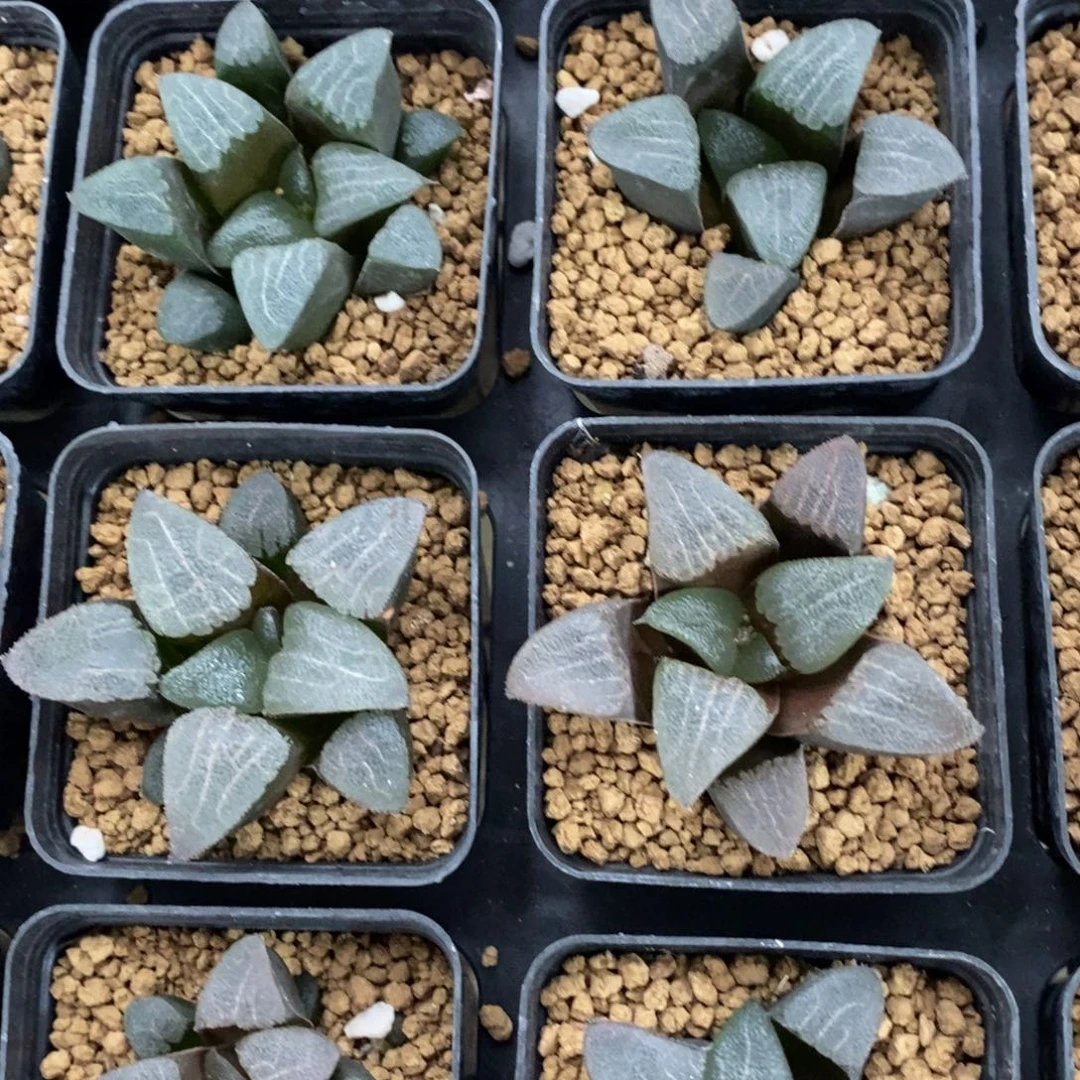 一颗实生大克苗 高货 超级福利