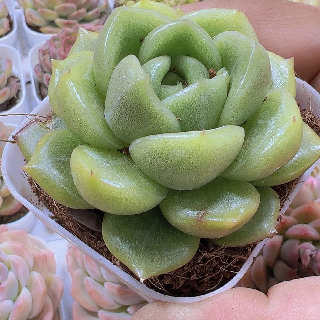 大冰城19包邮多肉植物