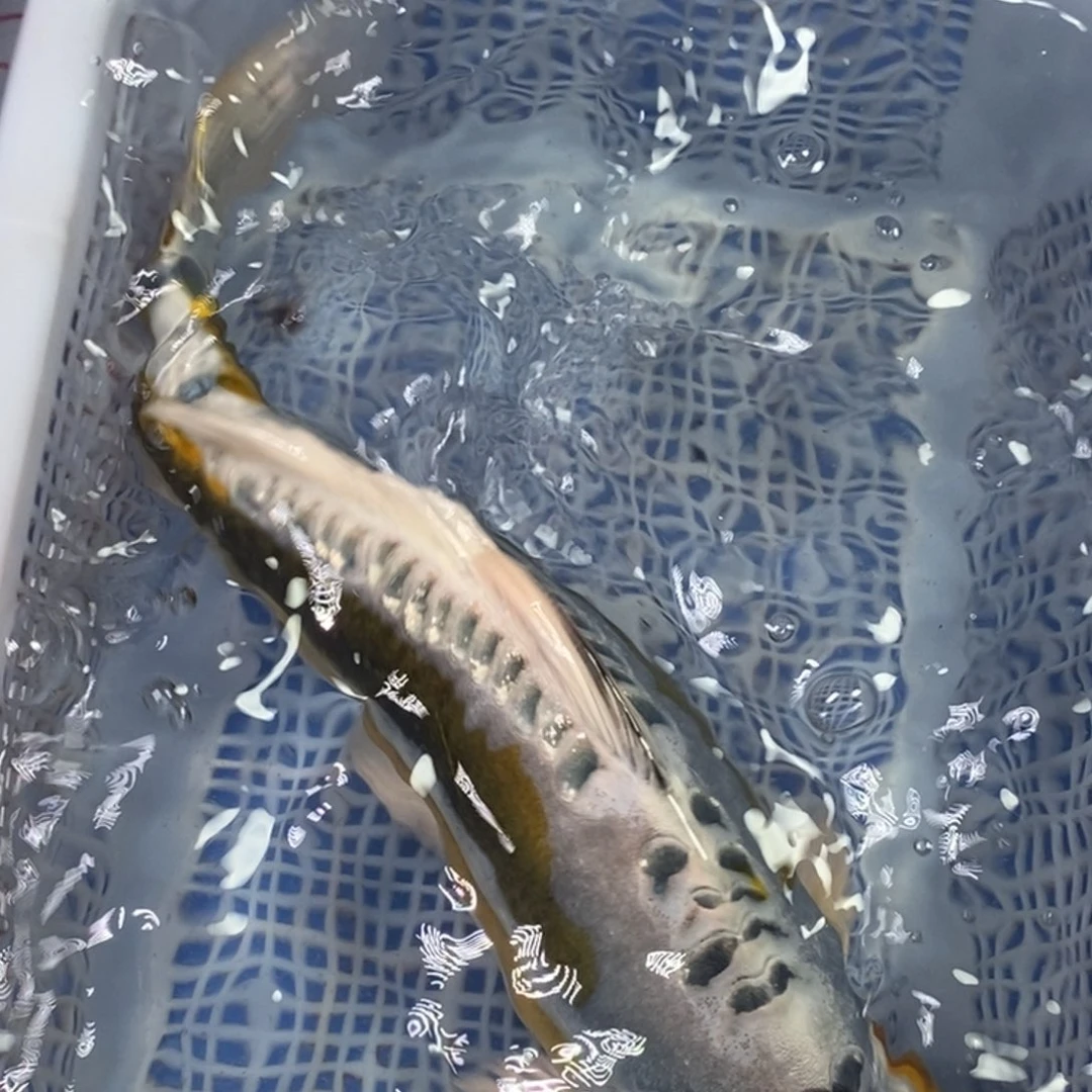 锦鲤冷水金龙包邮