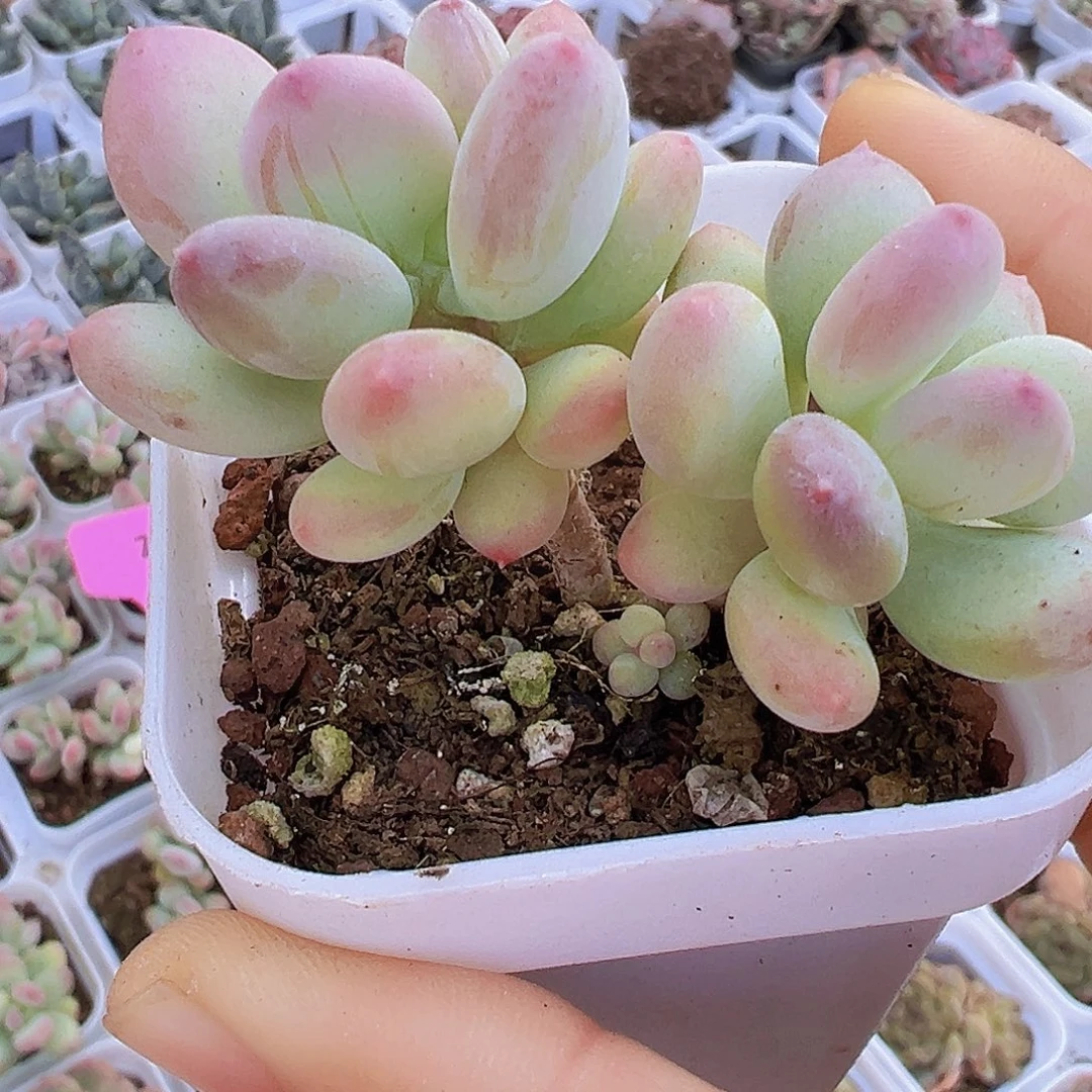 双头老桩苹果奶19包邮