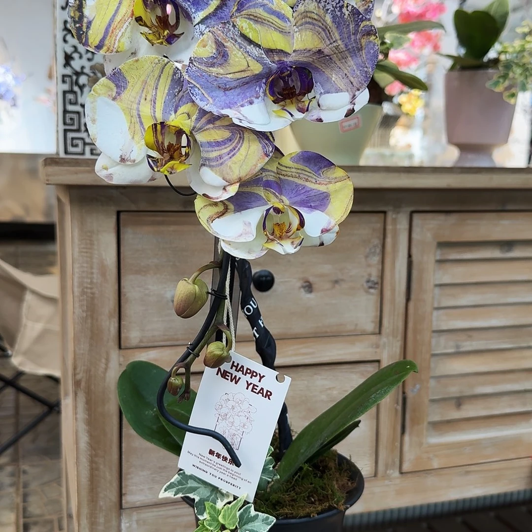 完全开放梵高晕染艺术造型蝴蝶兰