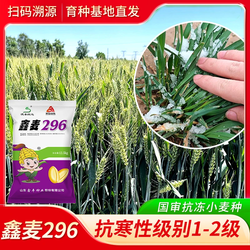 【超值10袋】鑫麦296国审抗寒大穗小麦种子多买多优惠 厂家直销