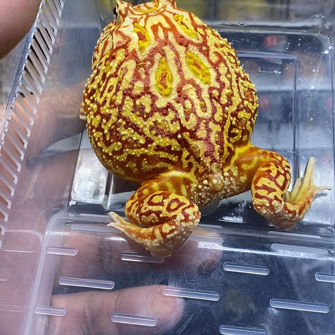 角蛙火龙母8+单蛙