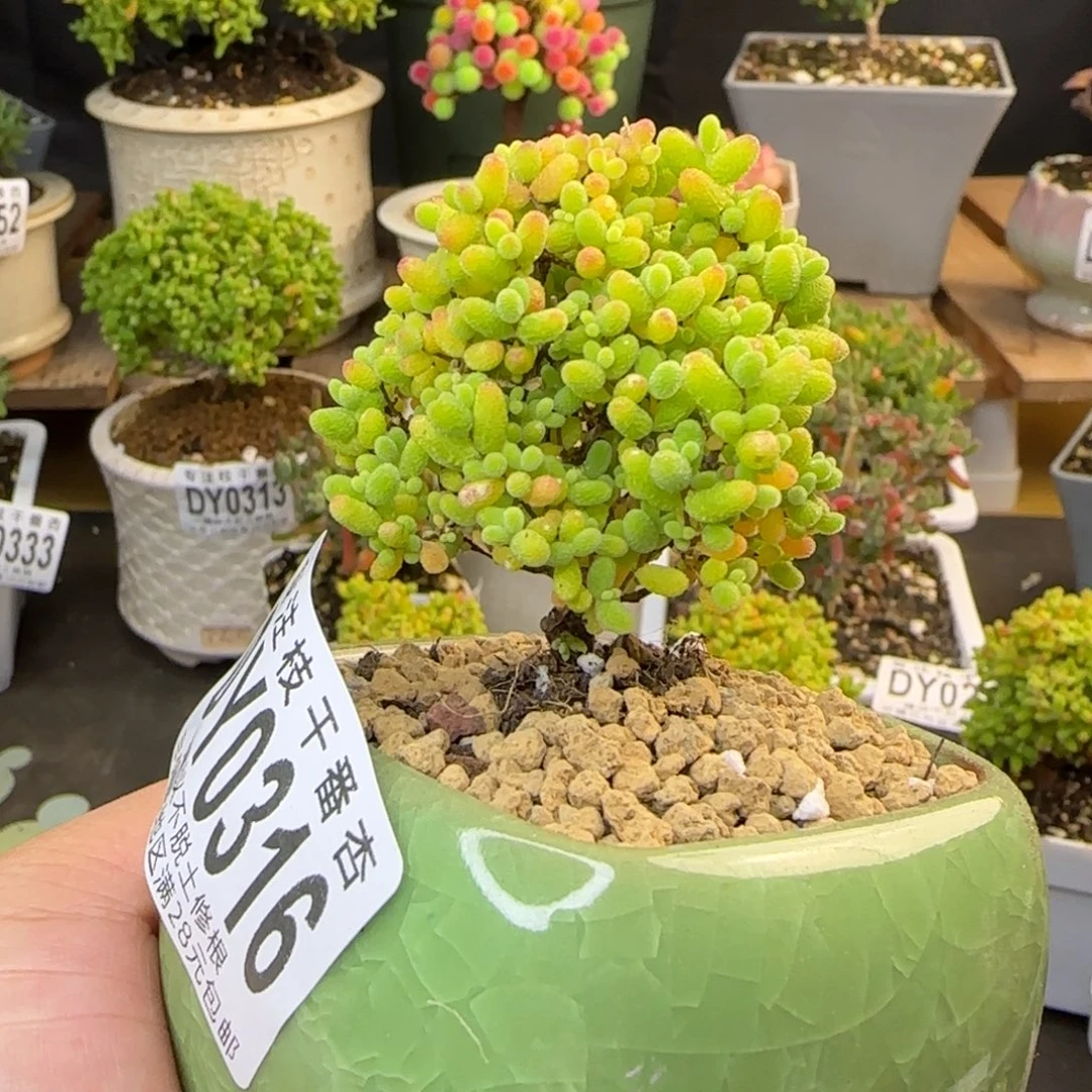 dy0316精控蜜橘带盆福利