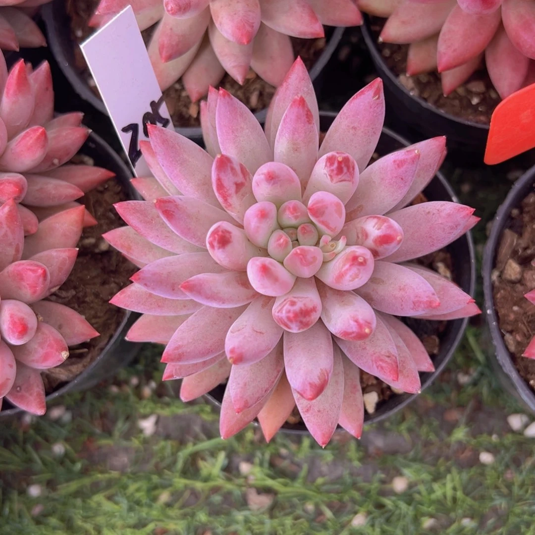 香玉的故事是一个人的故事吗