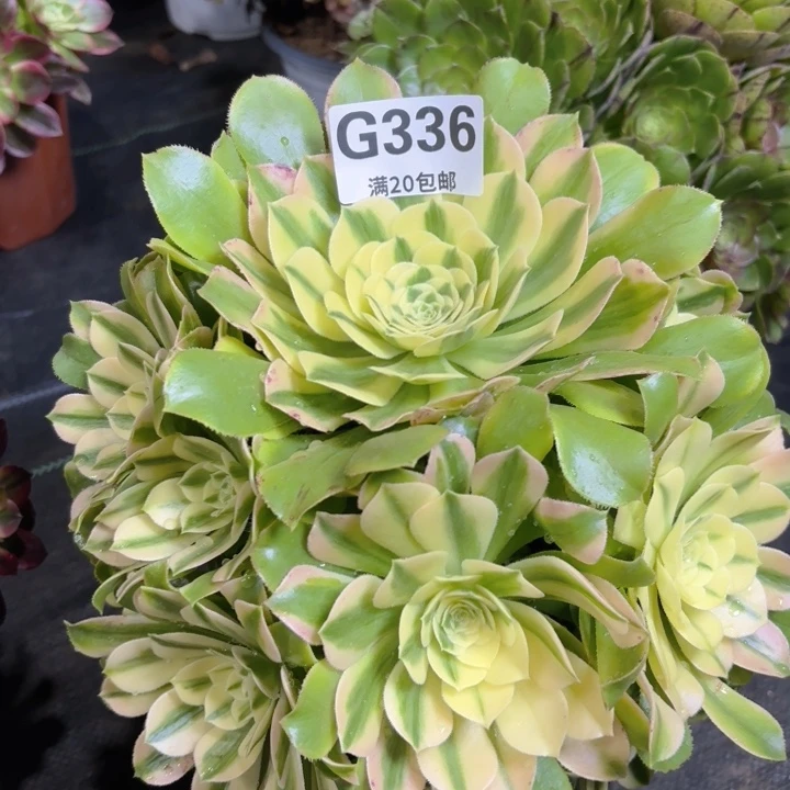 瑞妈多肉园艺336