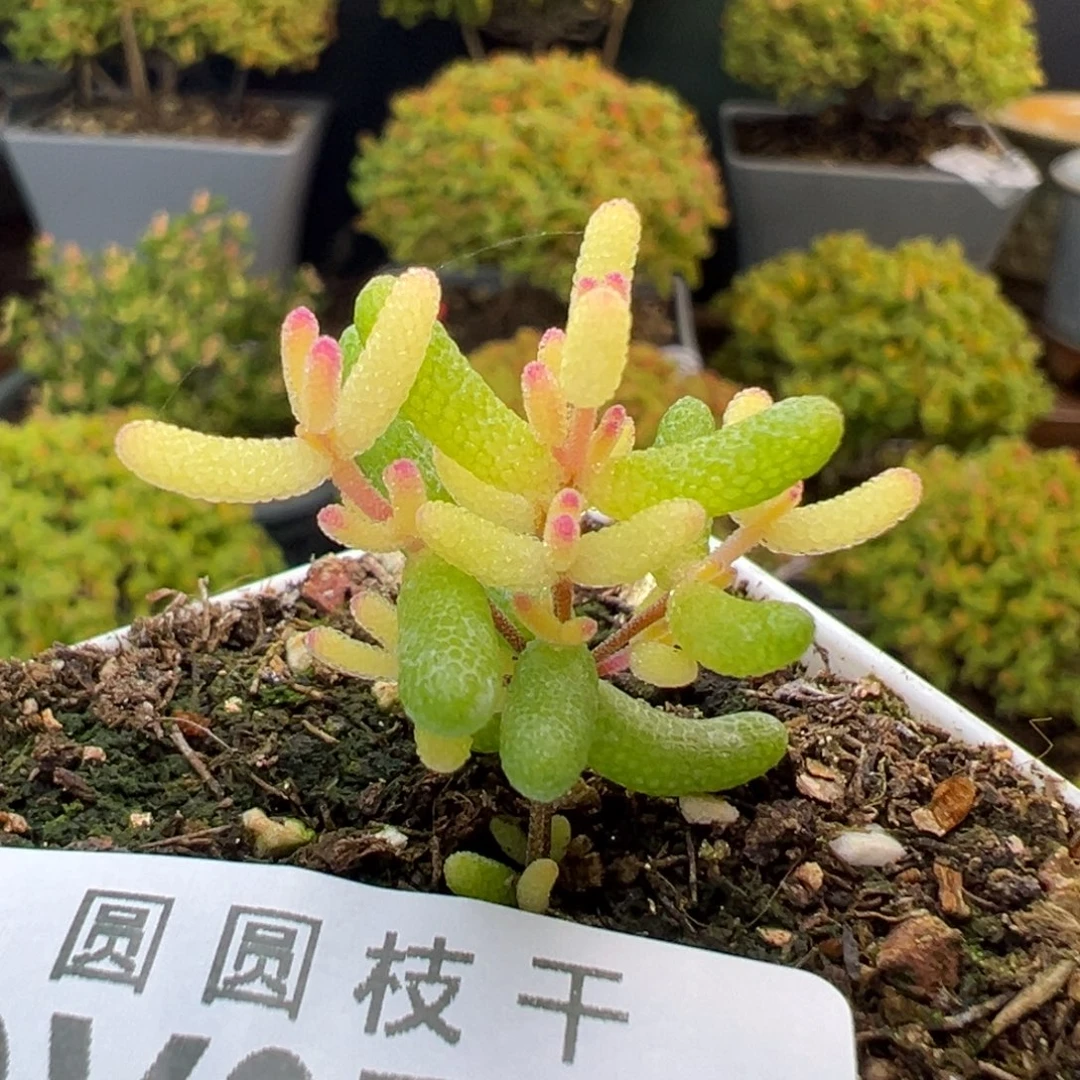 dy3770糖球黄化锦冠幅