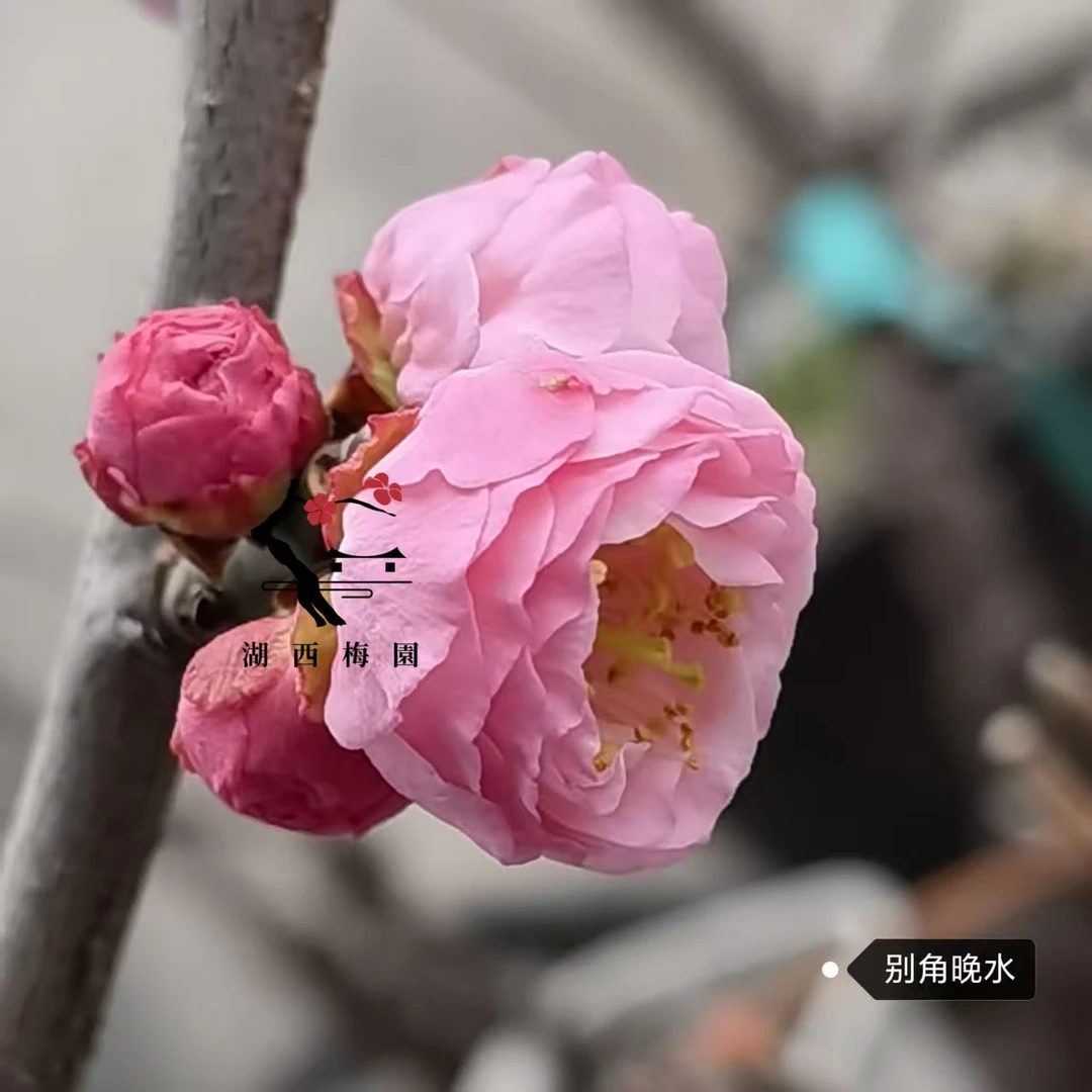 B别角碗水梅花今年开花耐寒梅花盆栽室外地栽庭院盆景