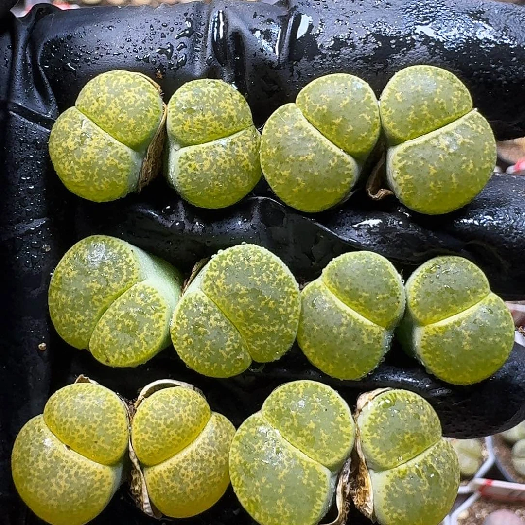 生石花111111。    156