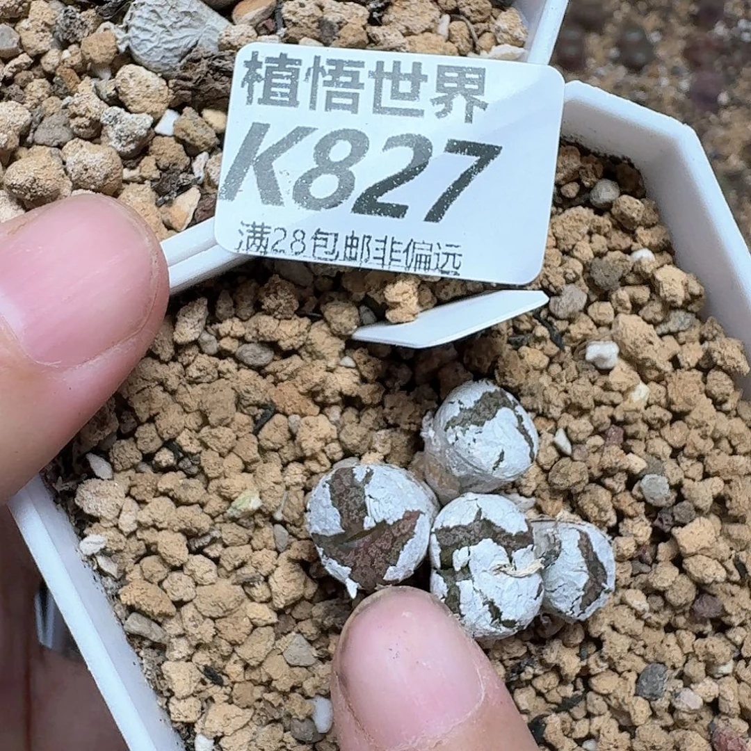 多肉植物的润泽地方