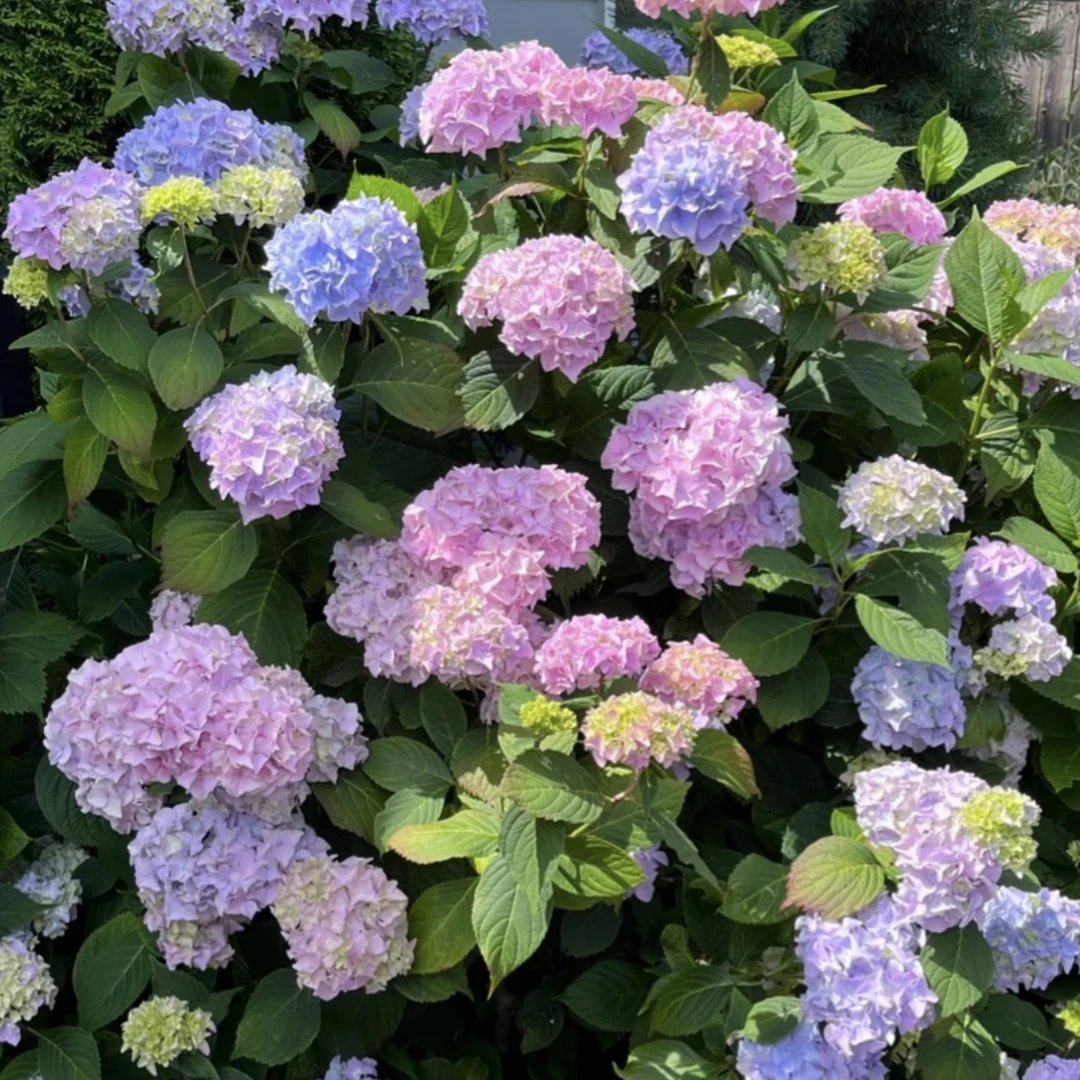 姹紫嫣红绣球花【加仑盆】盆栽庭院阳台新手易养护喜水植物