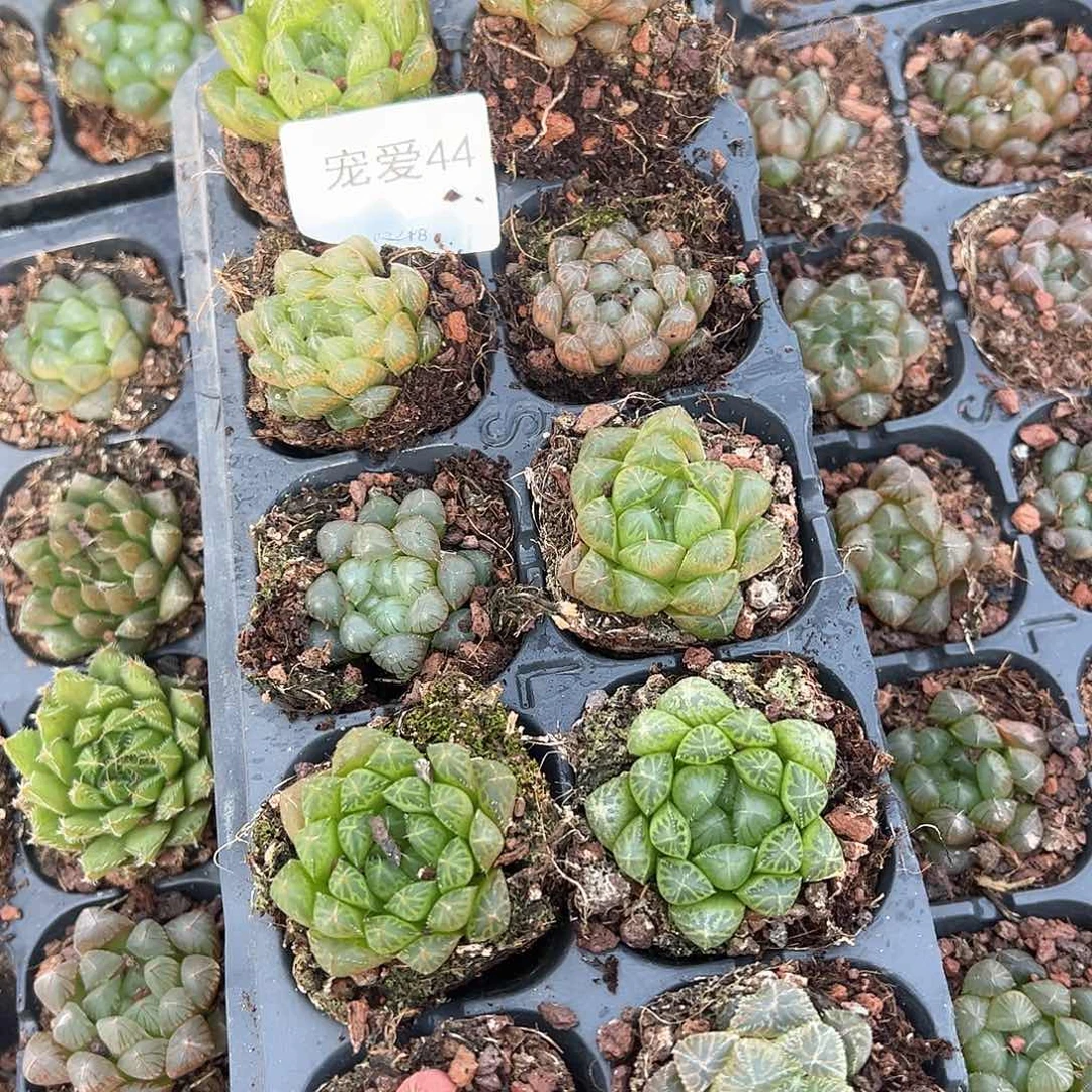 直播福利一物一拍44