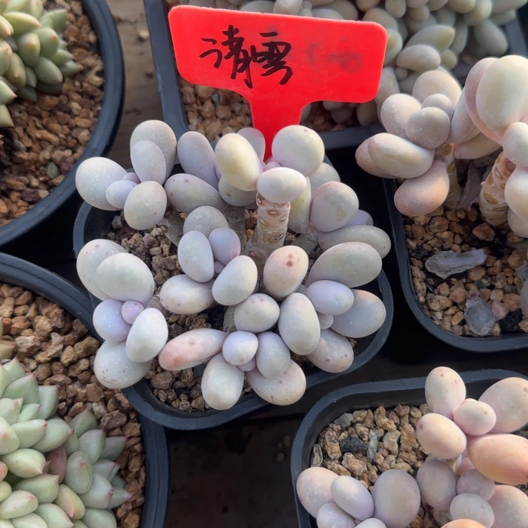 橙雪球老桩多肉五十包邮