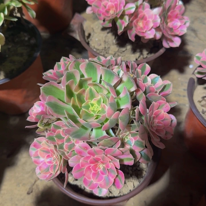 粉女巫脱土发货9.9