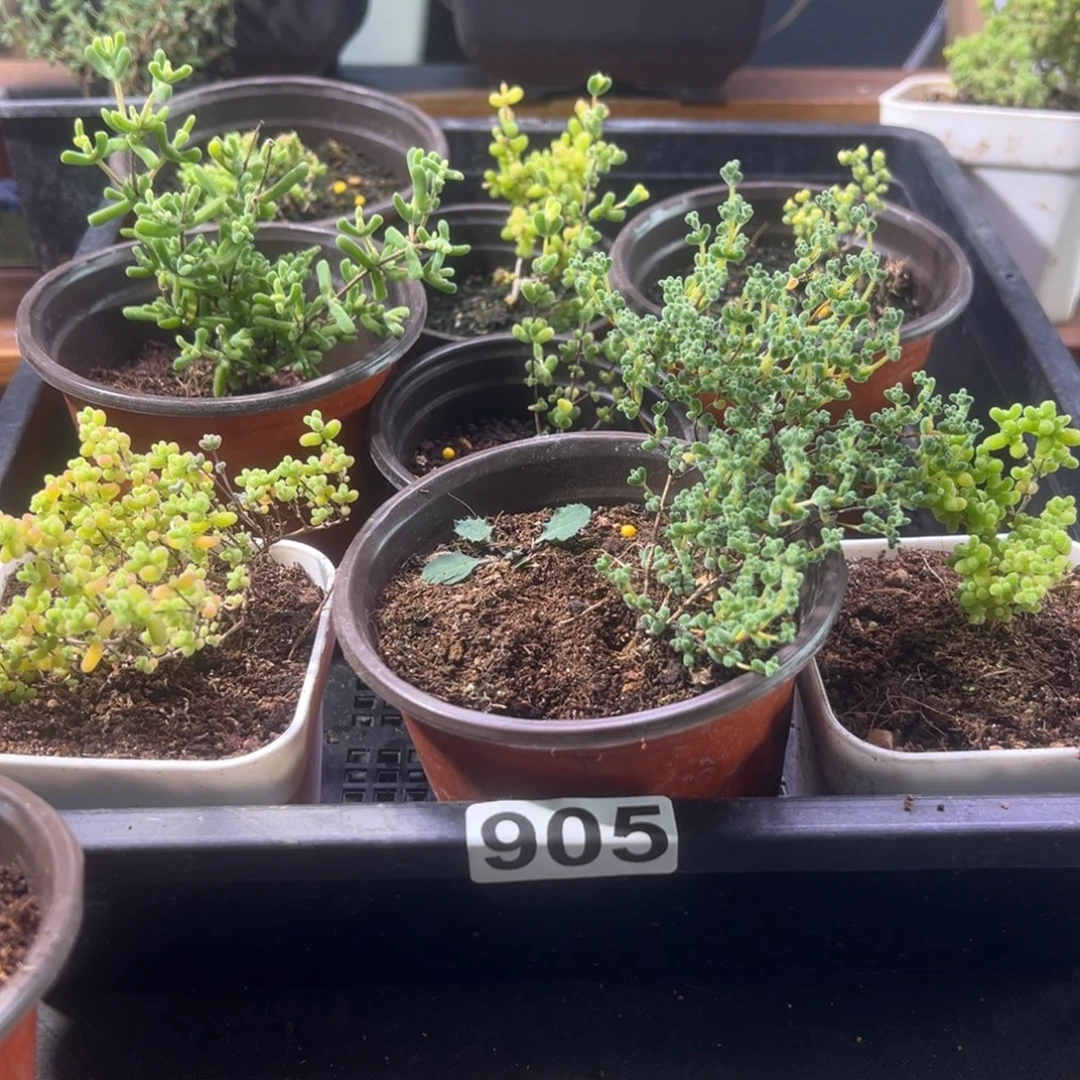 枝干番杏多肉植物905安