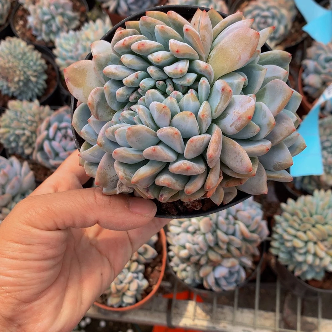 再***人7206缀嗯嗯嗯嗯好星星