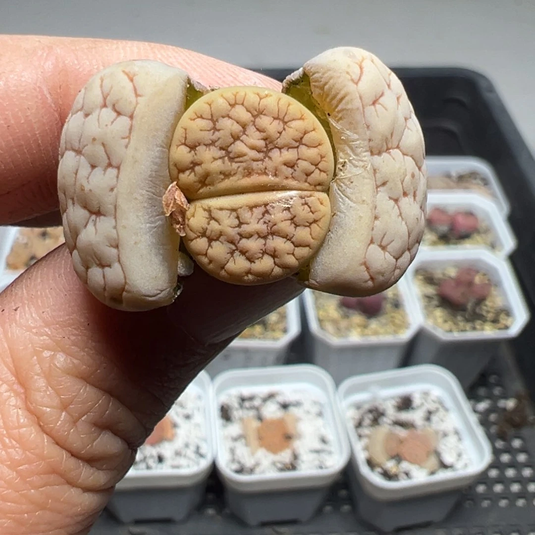 【闪购商品】736。