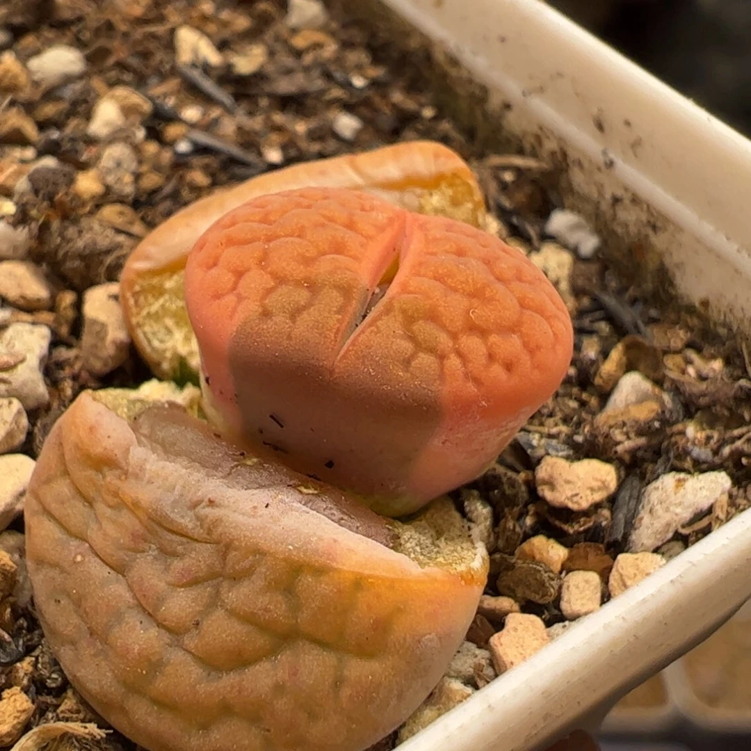 富贵锦多肉植物百科