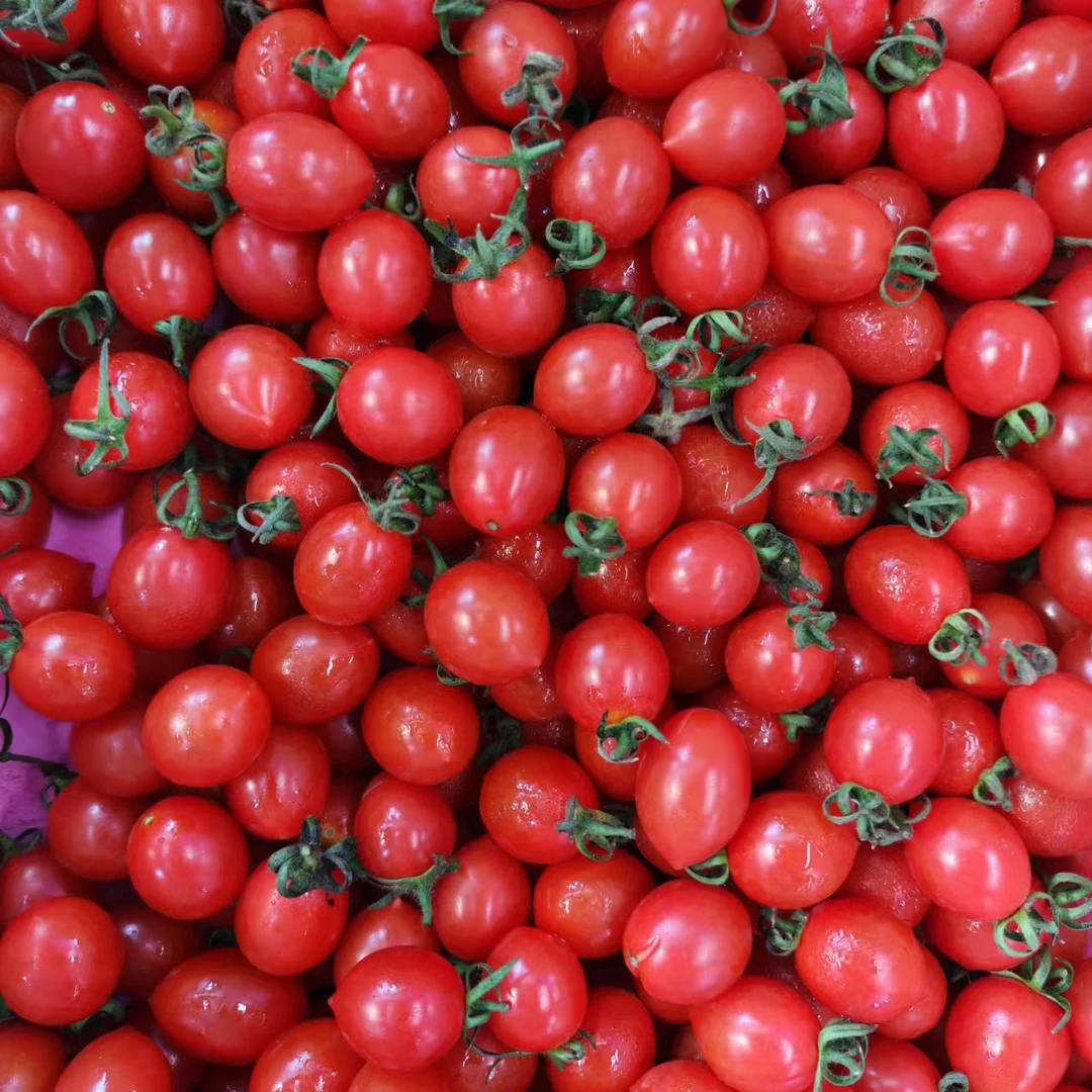 【彩味堂】千禧小番茄圣女果6斤装新鲜番茄同城配山东省