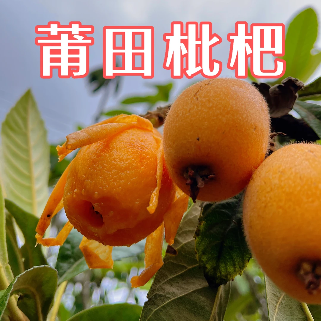 福建莆田解放钟枇杷应当季新鲜现摘现发孕妇老人小孩水果萩芦直发