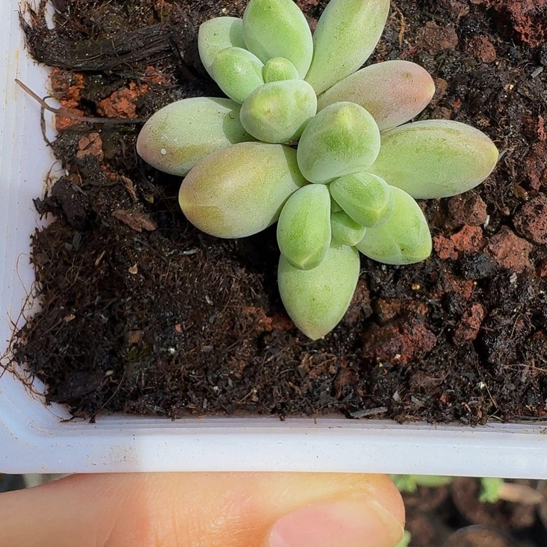 戴蒙德 双头 一物一拍