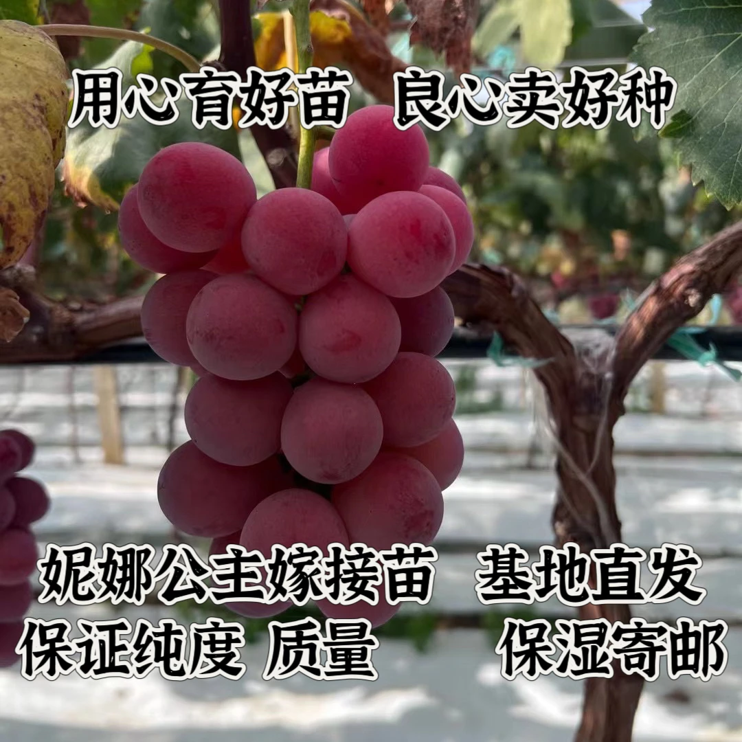妮娜公主葡萄苗   （贝达嫁接）  玉海苗木