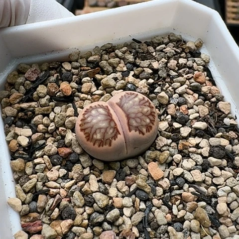 3465，菊红窗菊花纹带盆发货