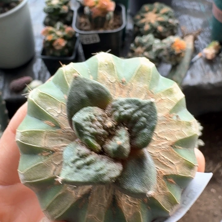 936大尤怒涛苗仙人球