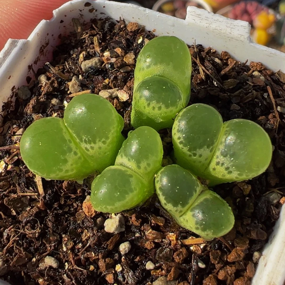 752多肉植物种类多样