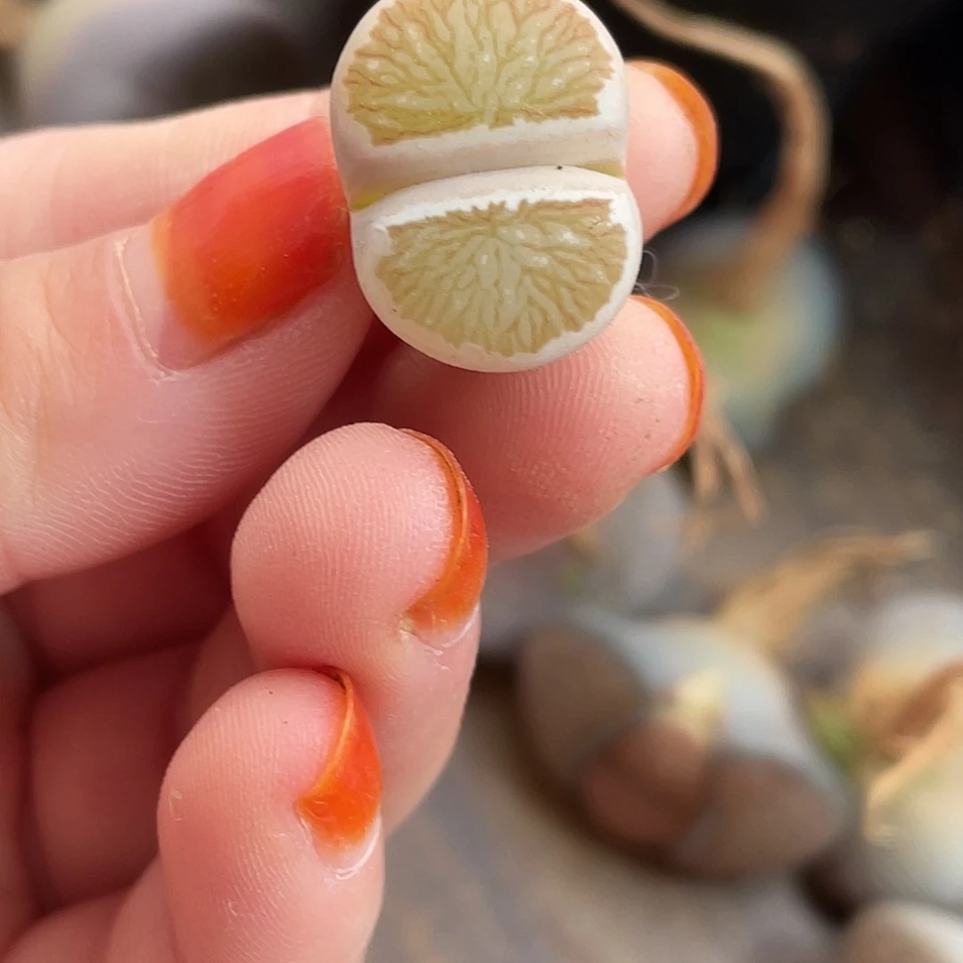 白粉菊1颗34900000