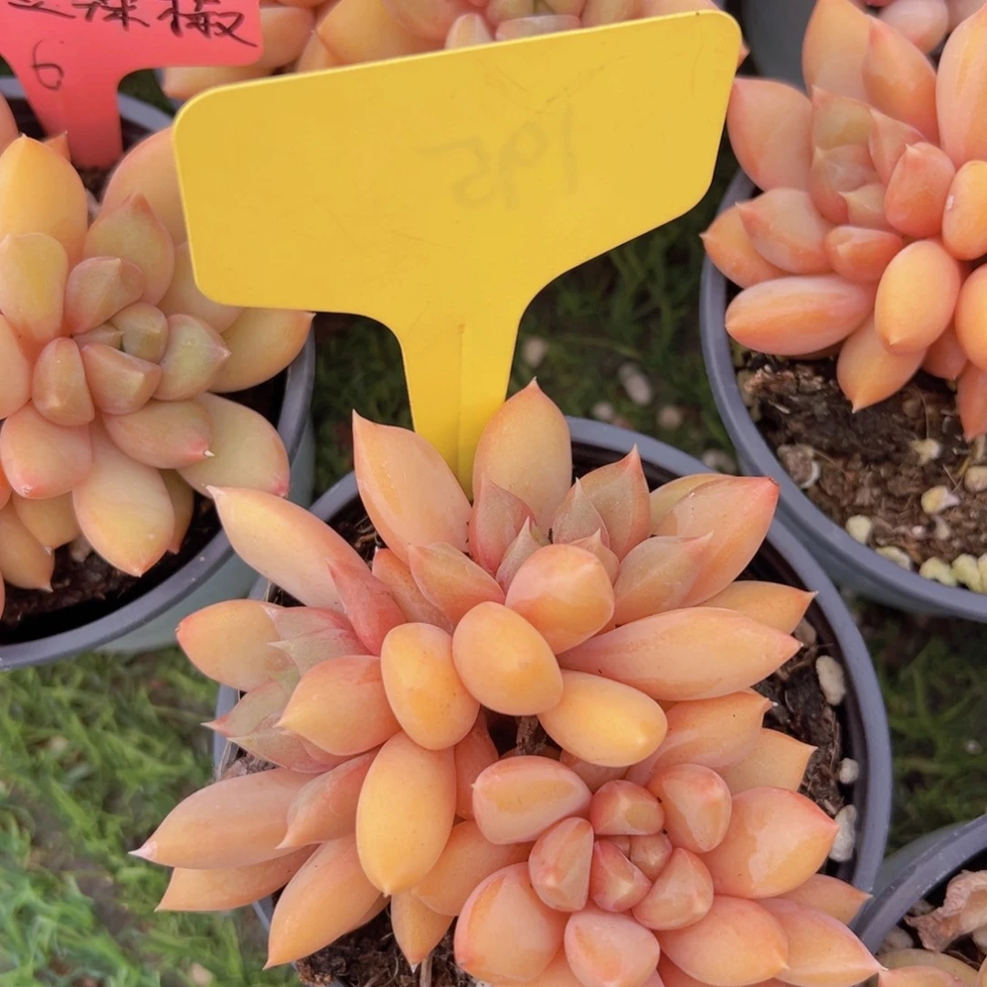 香玉等多种名贵的产品和服务