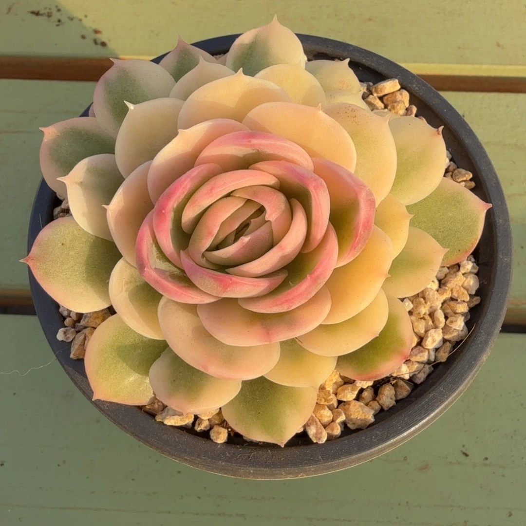 绿体昂锦上园艺一物一拍