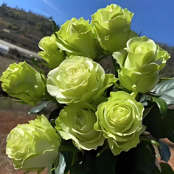 【小乔】玫瑰花苗玫瑰盆栽绿植四季开花丰花卉条纹月季花苗