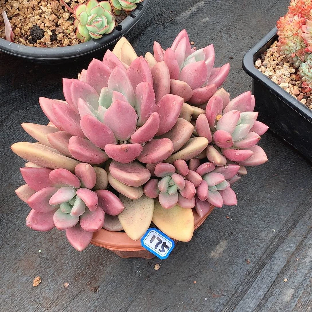 175桃花源 一物一拍多肉