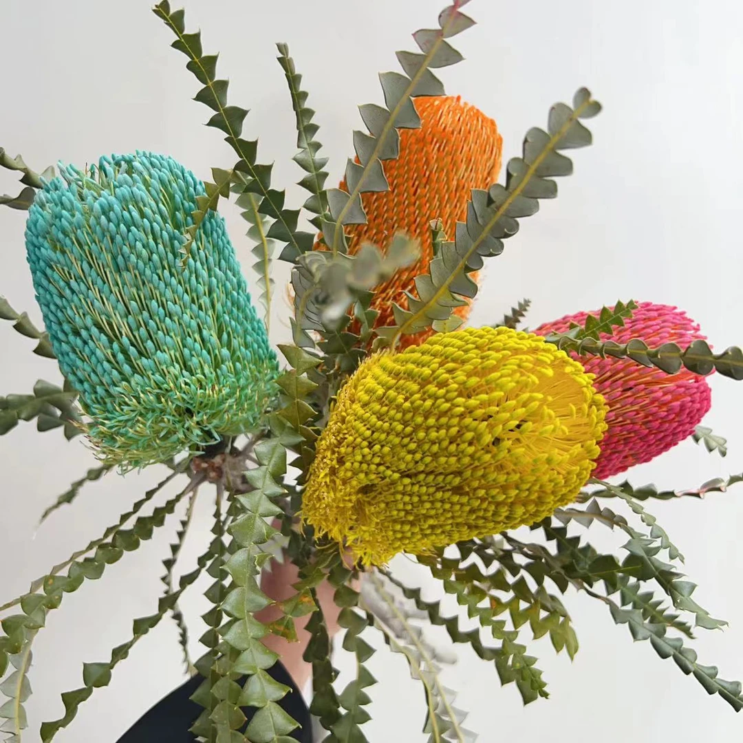 一花一木++【进口南非锯齿佛塔】可做干花 昆明基地直发