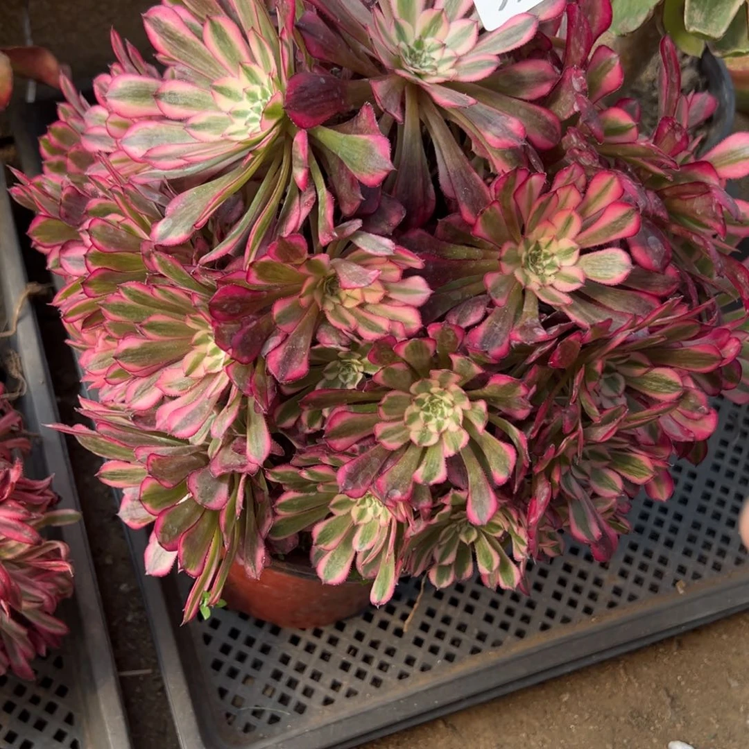 53红白多肉多肉植物山东