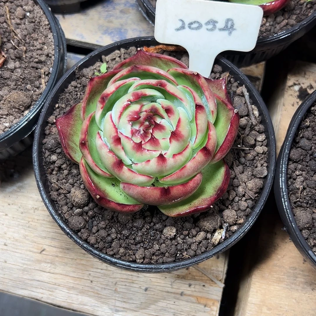 您***！惊鸿仙子一物一拍2054号