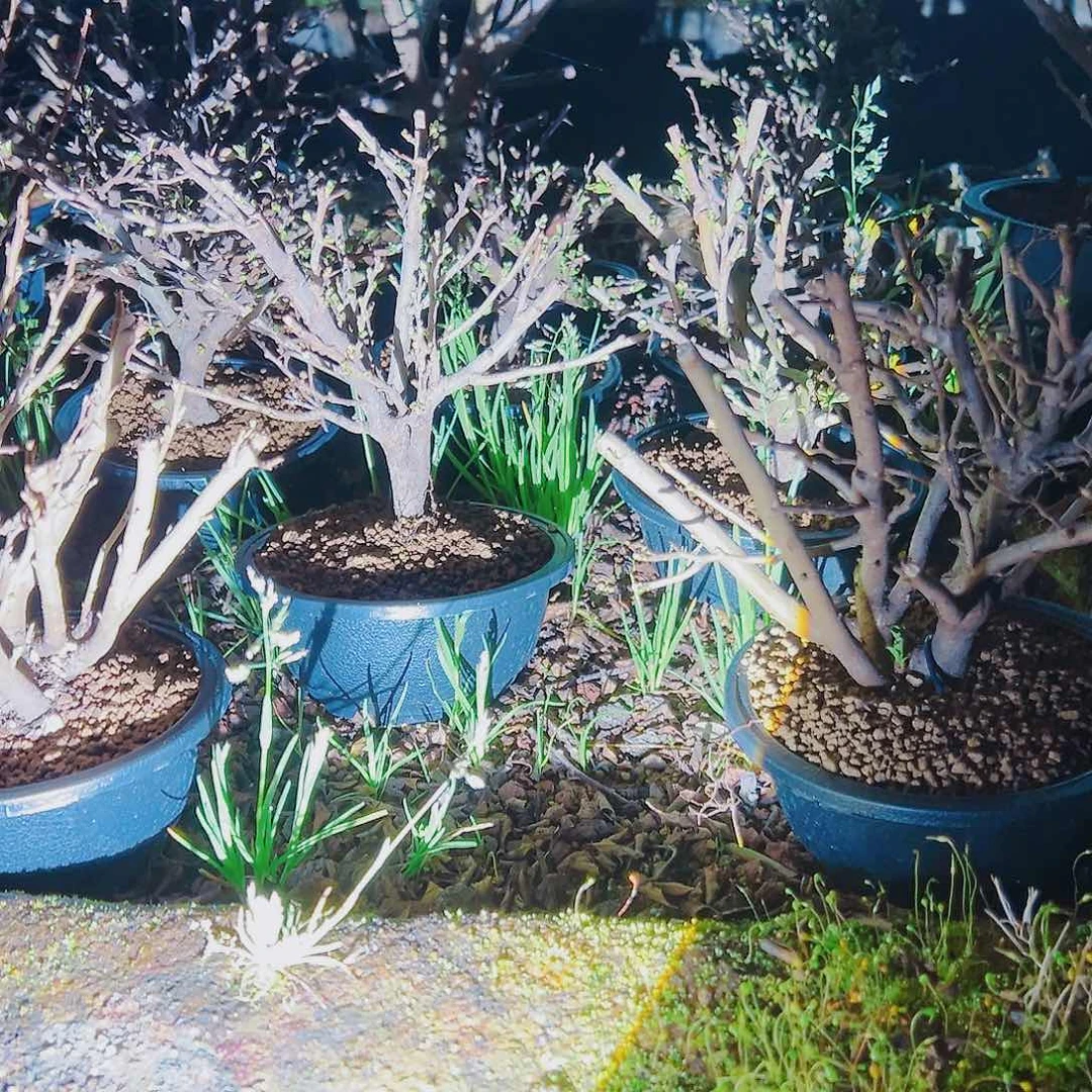 盆景红花一号长寿梅