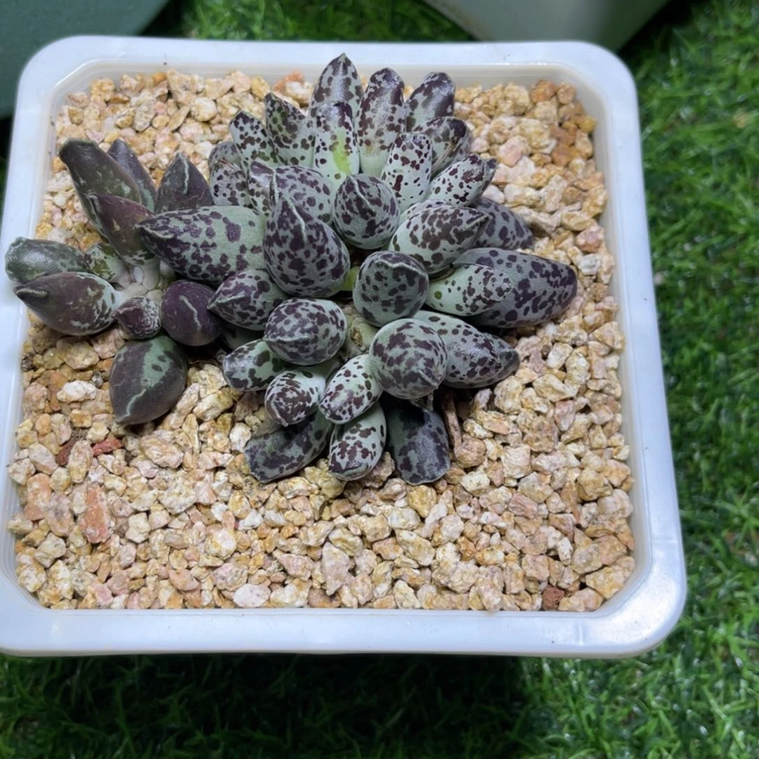 V***n海，。爆多头寄养 姐