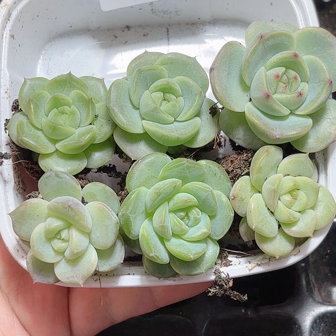 有****）434 新疆西藏内蒙不发货 多肉