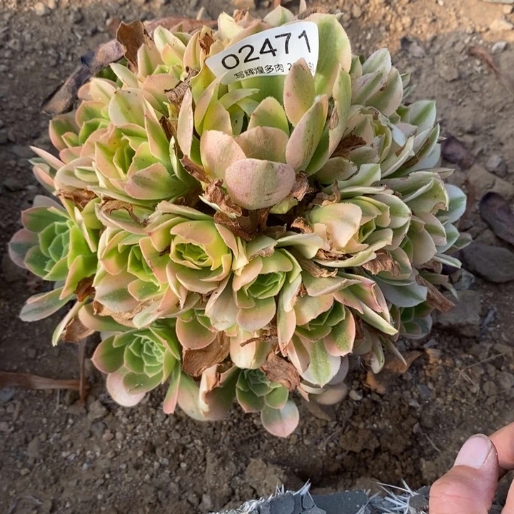 02471欣尼亚多肉植物